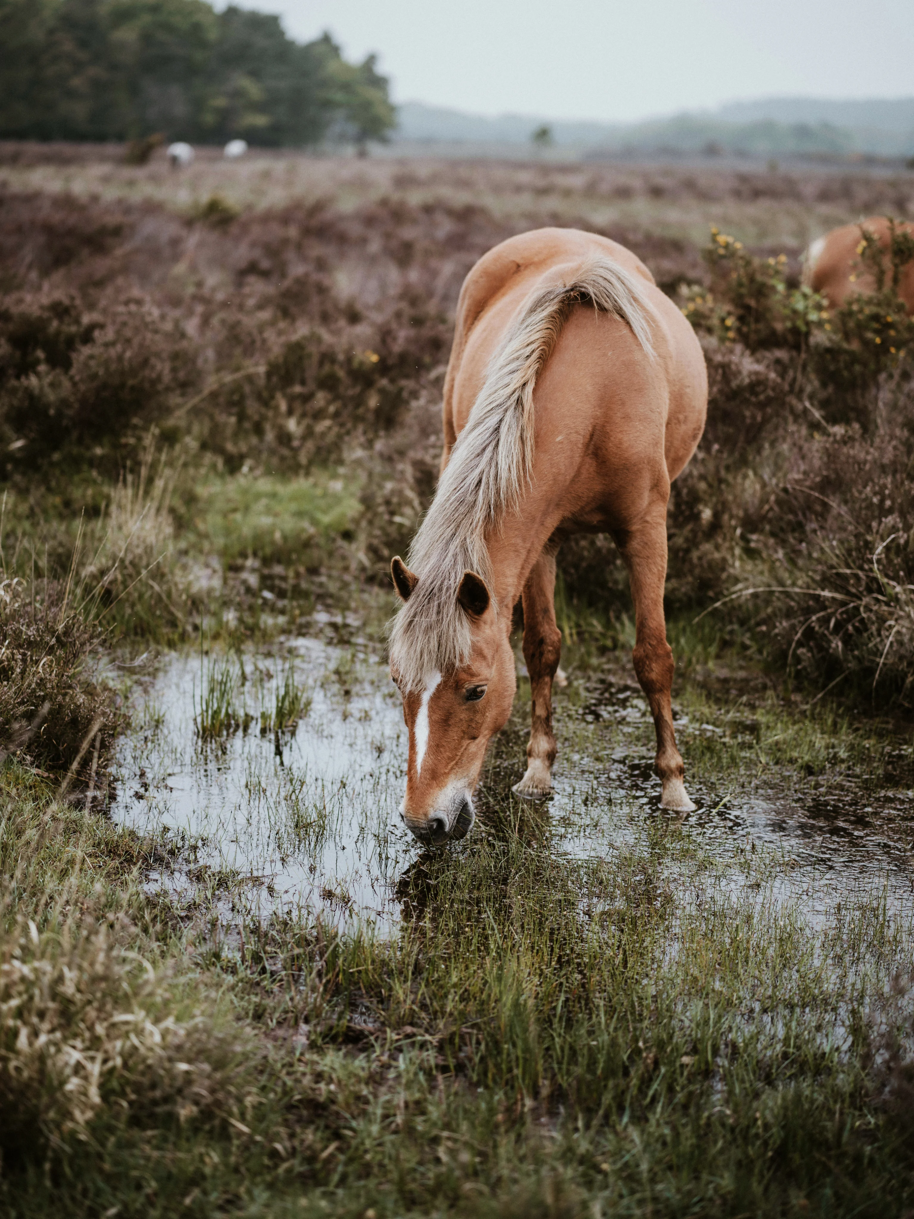 Search ponies
